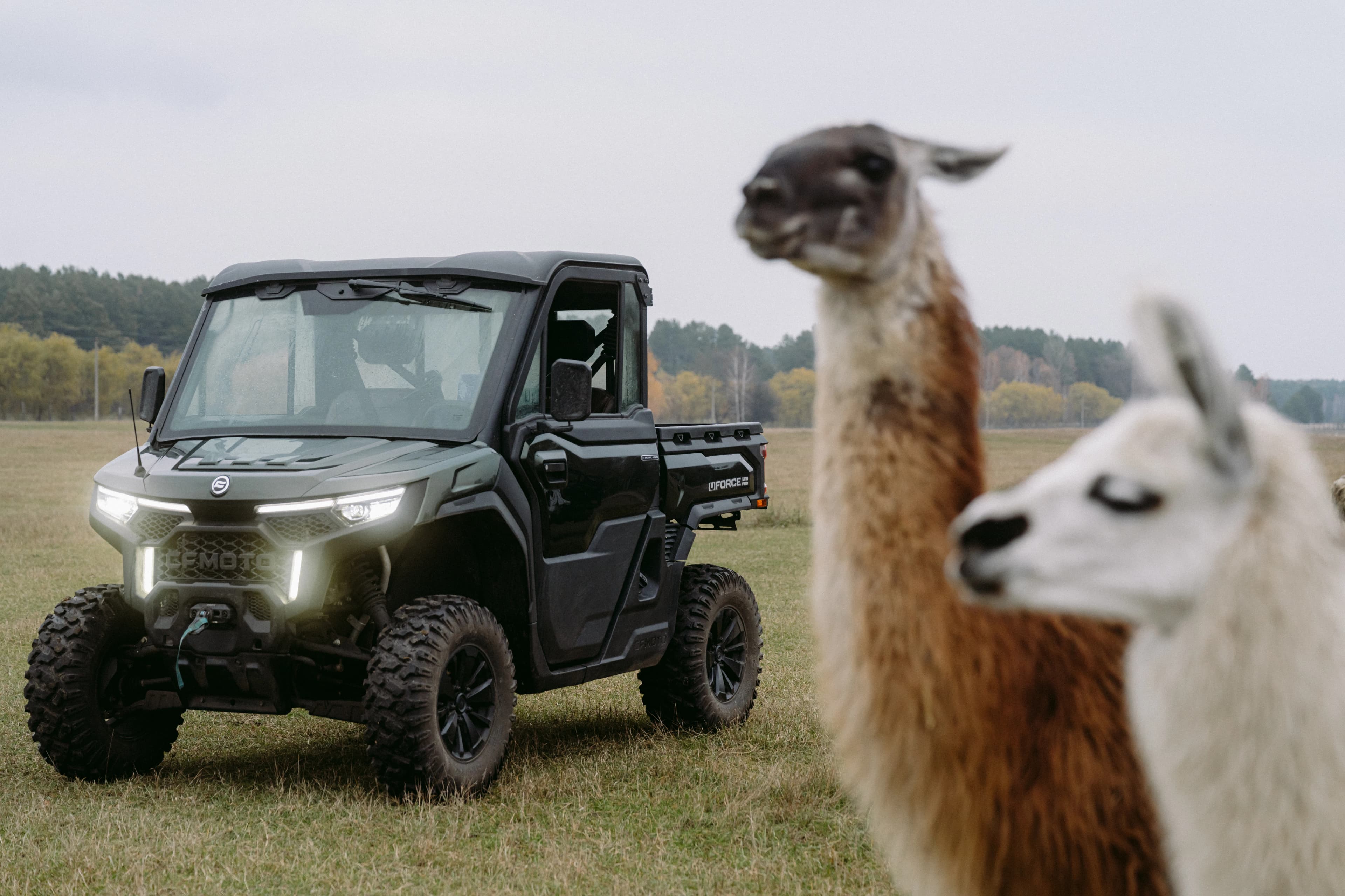Safari