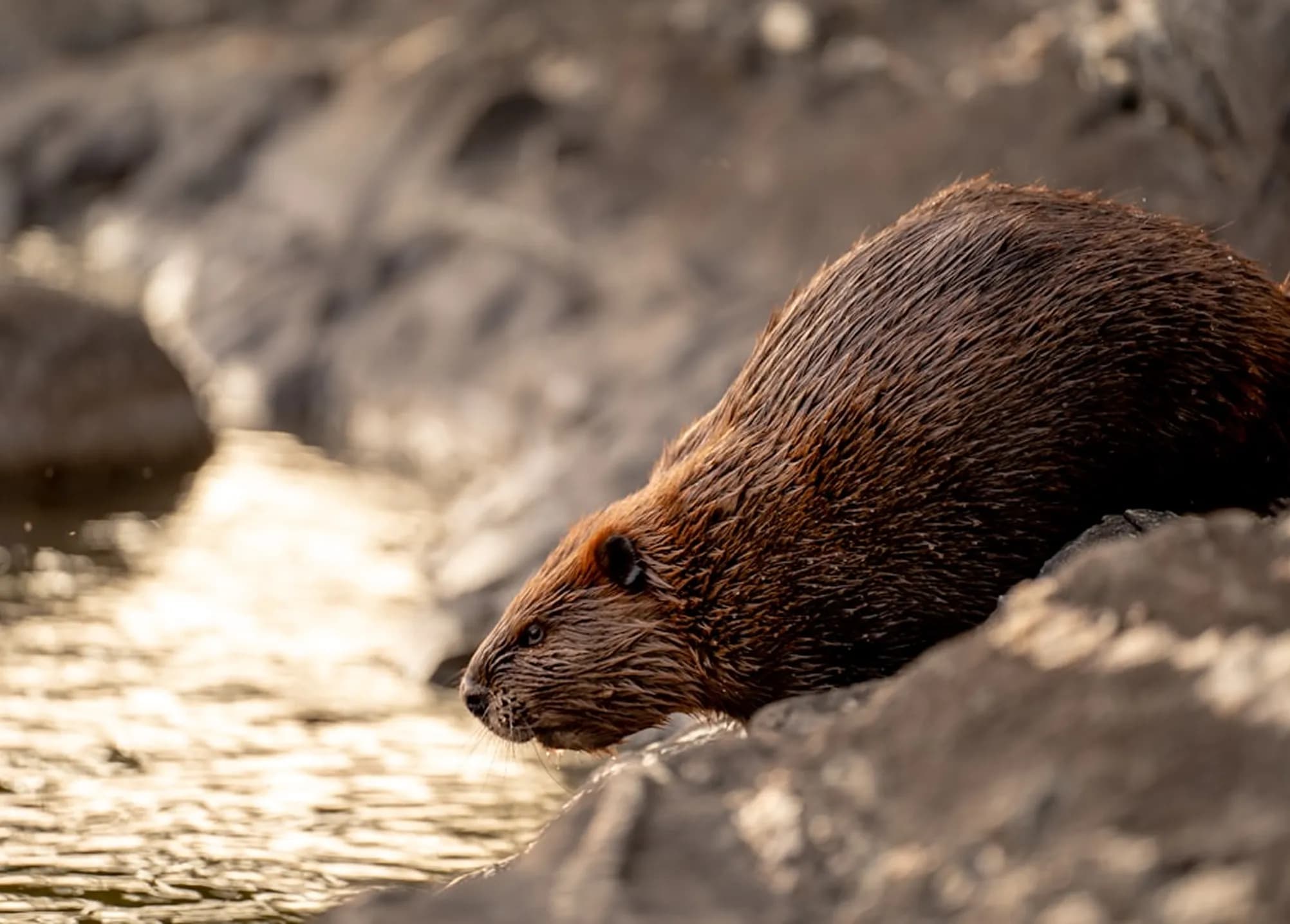 Meet a beaver