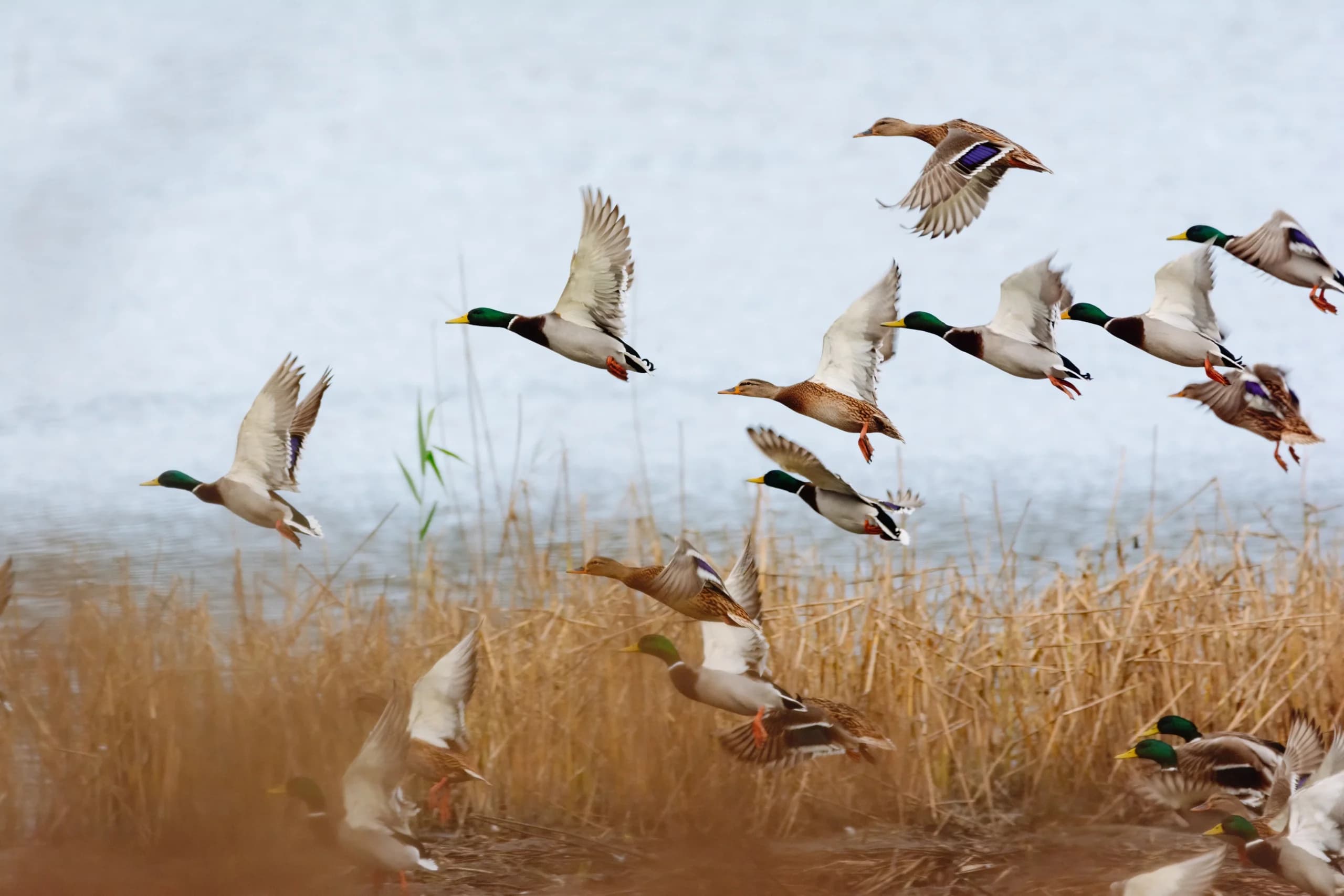 Ducks flying