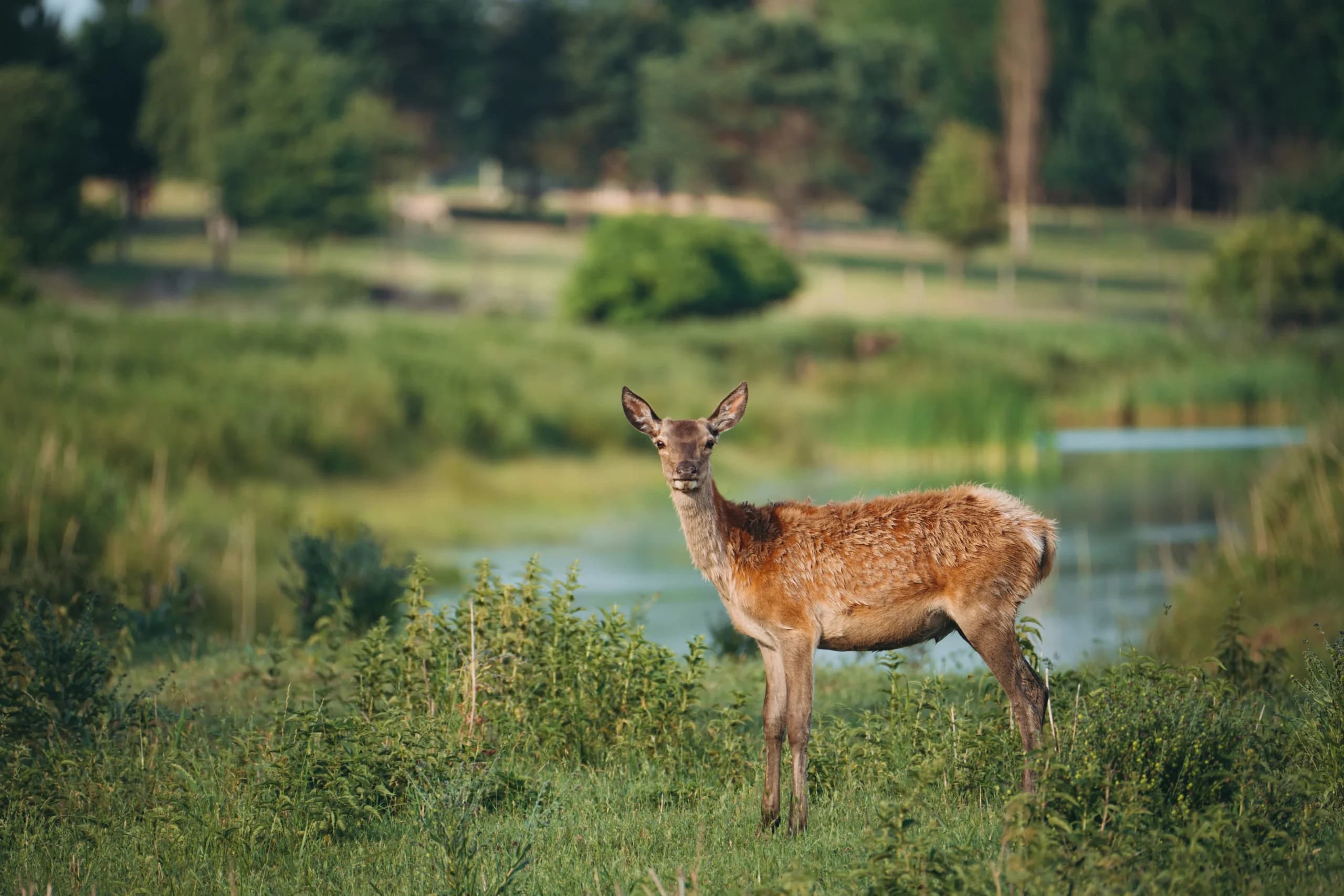 Deer