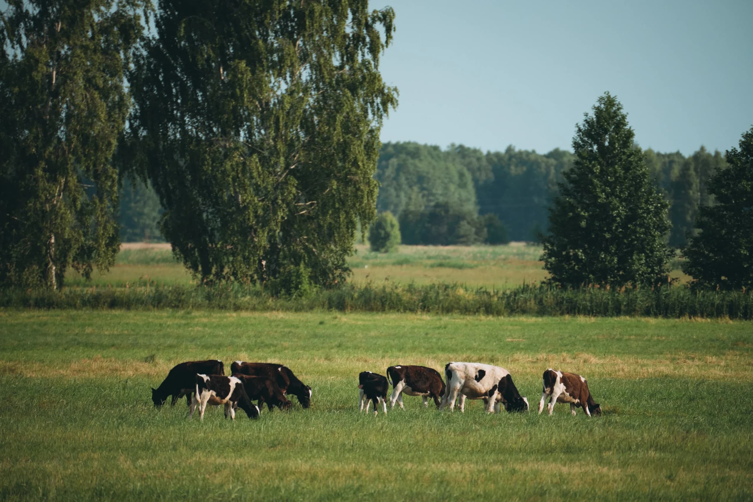 Cows