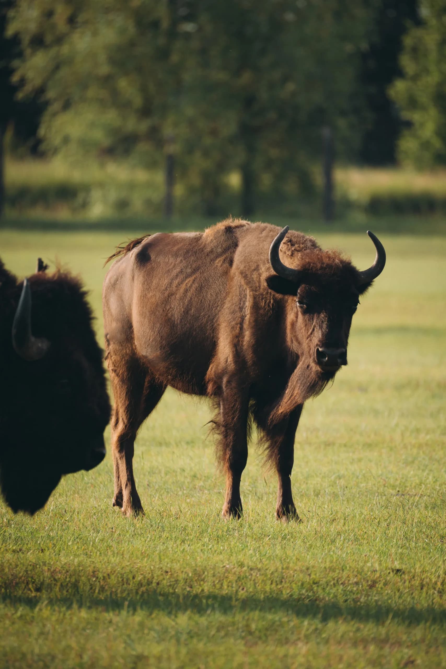 Buffalo