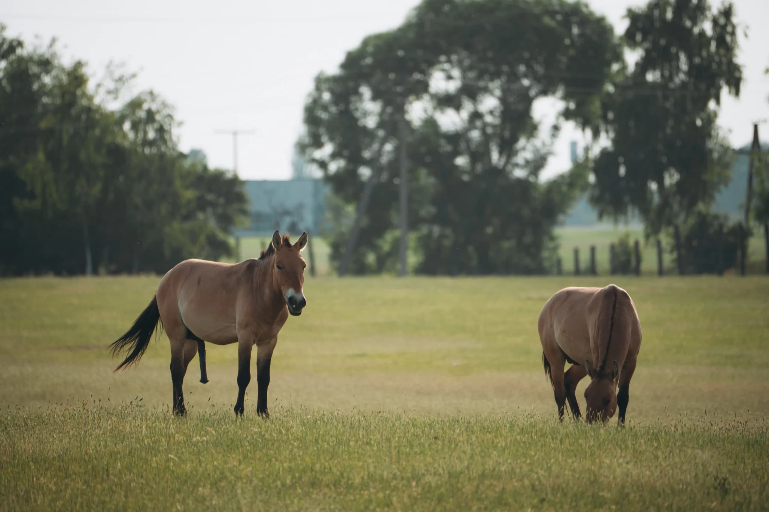 Horses