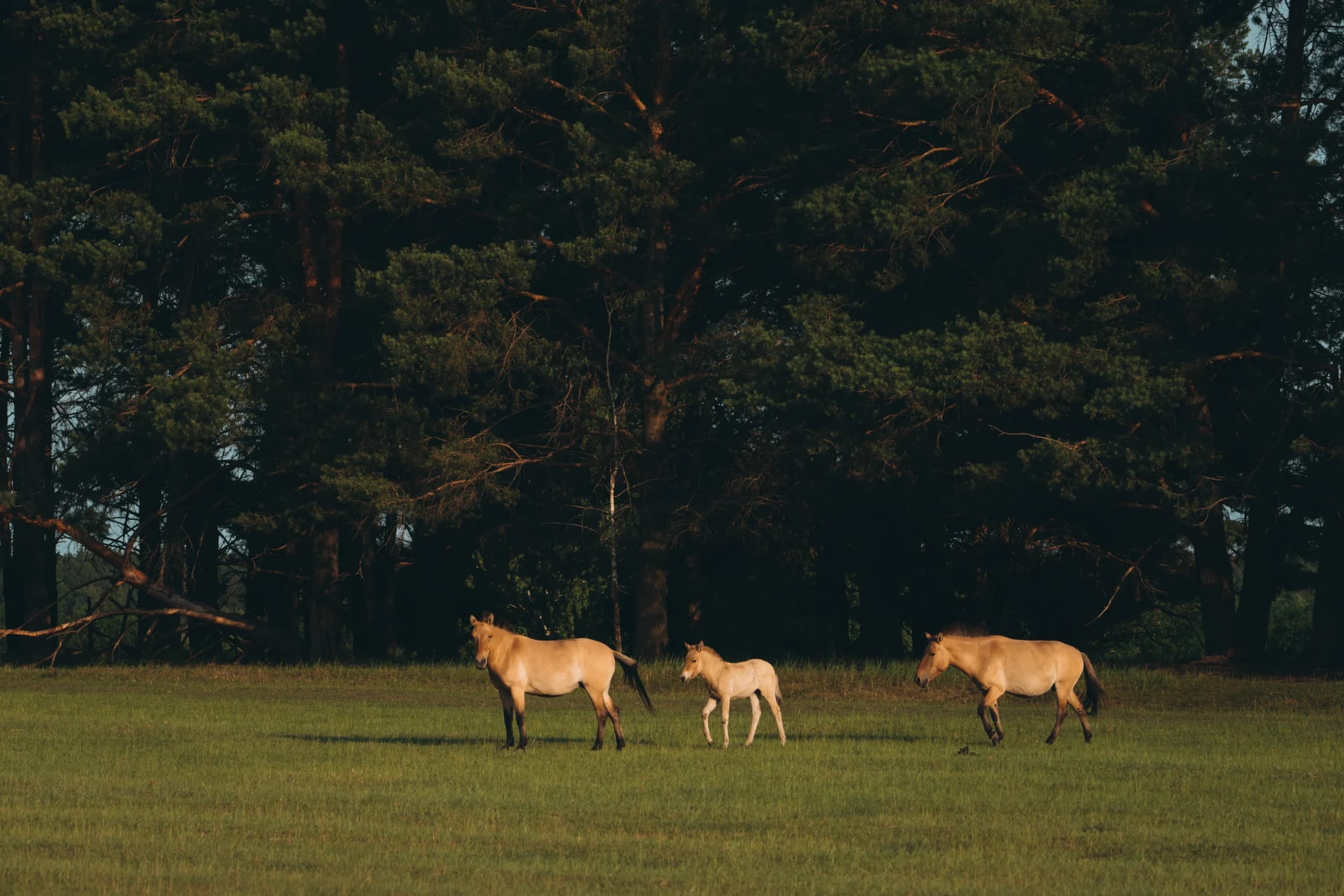 Horses