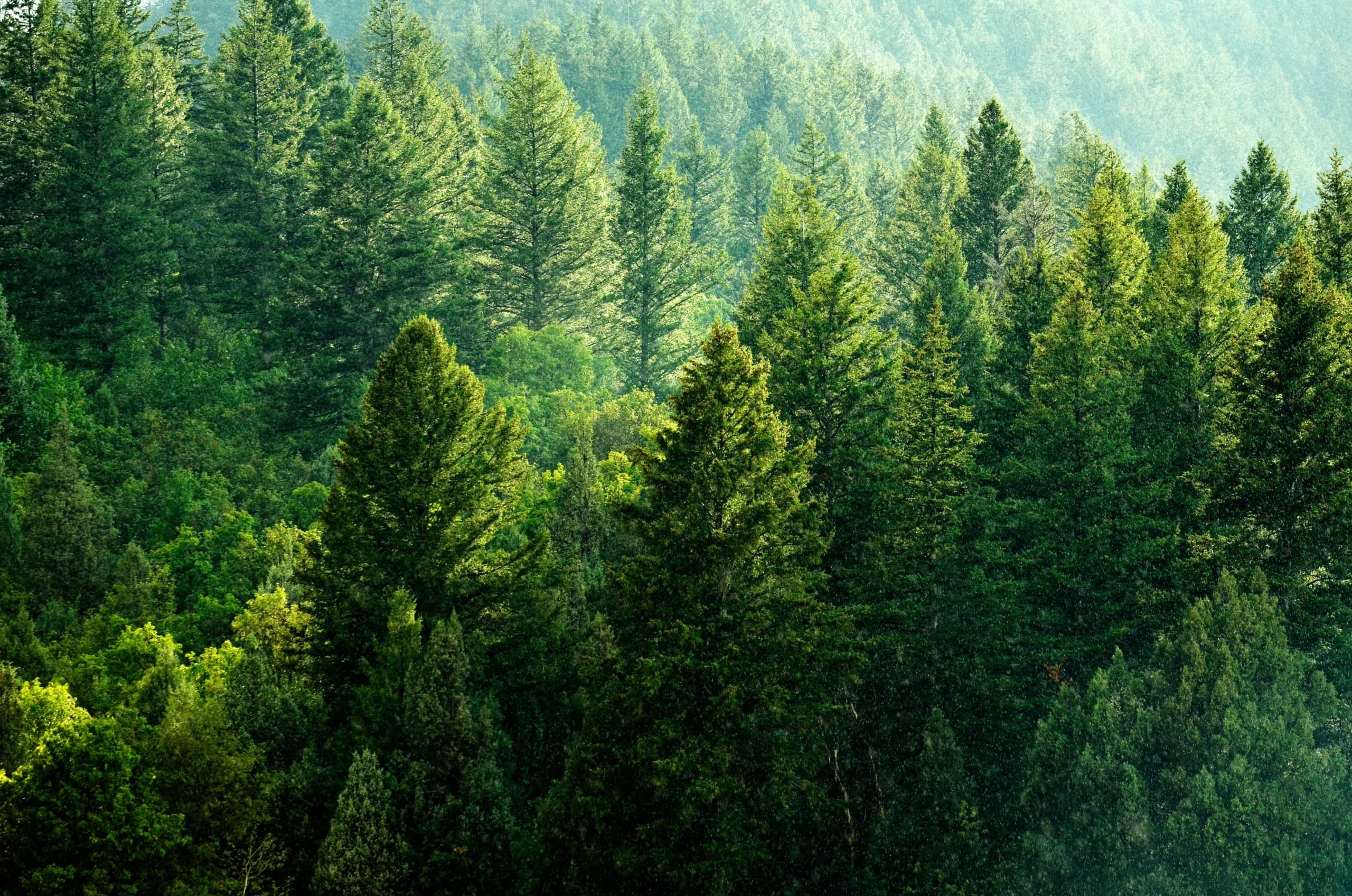 Forest